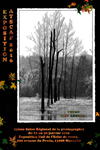 Thème "Les arbres"